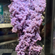 The extraordinary grape agate.